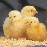 جوجه گوشتی