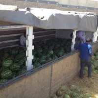 صادرات هندوانه