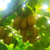خرید کیوی