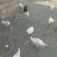 مرغ سفید وسیاه تخم گذار