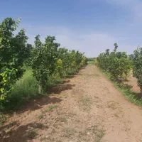 فروش تلمبه|فروش زمین و ملک کلنگی|نگار, |دیوار