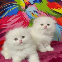 گربه ای که شبیه شیرین عسلن|گربه|شیراز, ابیوردی|دیوار