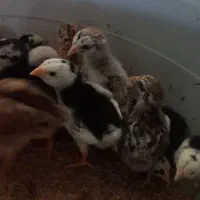 جوجه لاری ۲۰ روزه نژادافغان