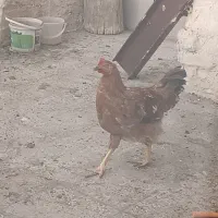 خروس محلی|حیوانات مزرعه|رباطکریم, شترخوار|دیوار