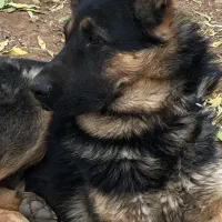 توله ژرمن شپرد پدر وارداتی با کیفیت نر و ماده|سگ|آبیک, |دیوار