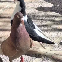 ۶ عدد کبوتر