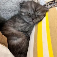 گربه اسکاتیش