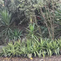 گیاه یوکا چند ساله