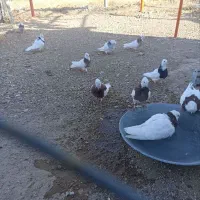 کبوتر طوقی