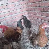 اینها مرغ و خروس فروش