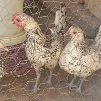 مرغ وخروس سیبرایت مینیاتوری|حیوانات مزرعه|قیدار, |دیوار