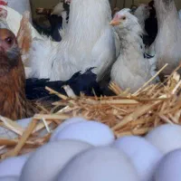 تخم مرغ گلین