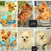 پامرانین روباهی سایز ریز تیکاپ نر