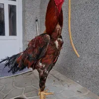 خروس لاری 2ساله