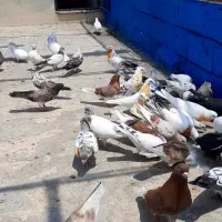 کبوتر پرشی