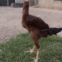 جوجه لاری|حیوانات مزرعه|خرمدشت, |دیوار