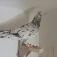 کبوتر  پلاکی و بهبهانی|پرنده|شیراز, شریف‌آباد|دیوار