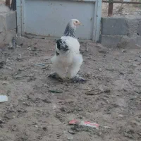 فروش مرغ برهمالایت الاصل|حیوانات مزرعه|مرند, |دیوار