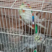 جفت عروس|پرنده|تربت جام, میان جام|دیوار