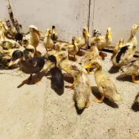 اردک جوجه مرغابی