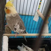 عروس هلندی|پرنده|پاکدشت, شهرک امام رضا|دیوار