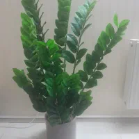 گل زامفولیا مصنوعی