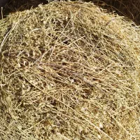 یونجه و علف مخلوط چین بهار