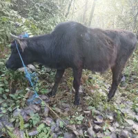 دو عدد لیشه محلی سالم|حیوانات مزرعه|احمدسرگوراب, |دیوار