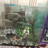 آکواریوم و لوازم جانبی نگهداری ماهی زینتی و...