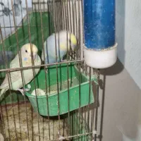 مرغ عشق تک رنگ کم یاب|پرنده|کرمانشاه, |دیوار