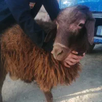 دام زنده مستقیم از شهرستان