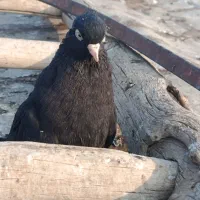 کبوتر زینتی|پرنده|نجفآباد, دفاع مقدس|دیوار