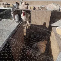 خروس برهما سالم