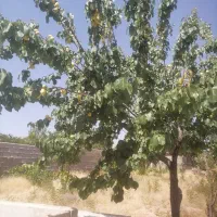 فروش خانه ویلایی ۸۰ متری در حومه شیراز|فروش خانه و ویلا|شیراز, حومه شیراز|دیوار