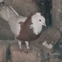 کفتر یا کبوتر|پرنده|محمدشهر, یزدیها|دیوار