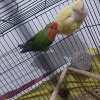 طوطی کوتوله