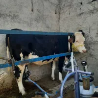 ماده گاو سیمینتال اصل شکم اول تازه زاییده