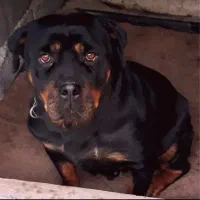 پذیرش سرپرستی سگ