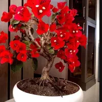 بنسای گل کاغذی ،یوکا ،ادونیوم،افوربیا، ارکیده