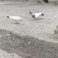 کبوتر، کفتر