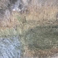 فروش ۵۰۰ کیلو یونجه