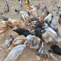 بوقلمون بوربون برنز و اسلیت نقره ای