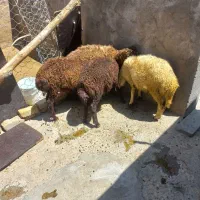 بره علف خور
