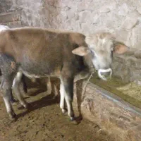 گاو نر|حیوانات مزرعه|چهاردانگه (آذربایجان), |دیوار