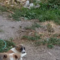 توله|سگ|سراب, |دیوار