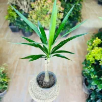 یوکا ۲۹۰ت
