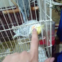 عروس هلندی ماده و نر|پرنده|اقبالیه, |دیوار