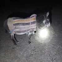 الاغ ابستن