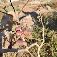 باغ پسته در خاصبان