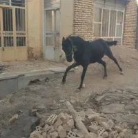 نریون دره شوری|اسب و تجهیزات اسب‌سواری|فارسان, |دیوار